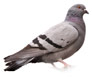 pest bird control in the Hexham area