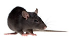 Rat, mice and rodent pest control. Newcastle, Hexham, Northumberland